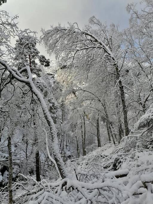 Sognevegen 2242 Daire Haugsvaer Dış mekan fotoğraf