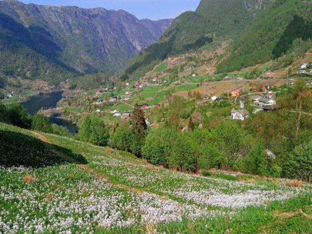 Sognevegen 2242 Daire Haugsvaer Dış mekan fotoğraf