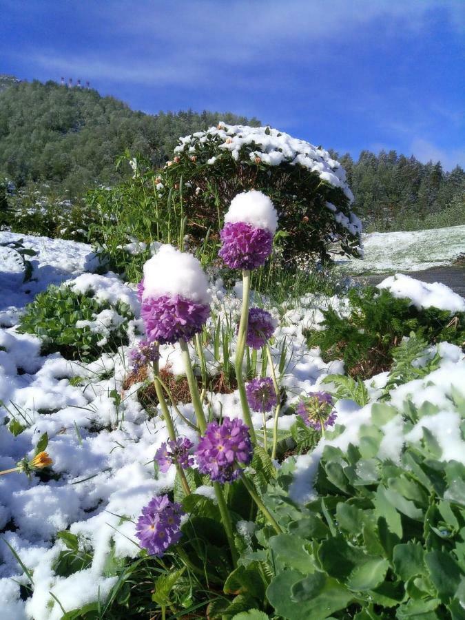 Sognevegen 2242 Daire Haugsvaer Dış mekan fotoğraf